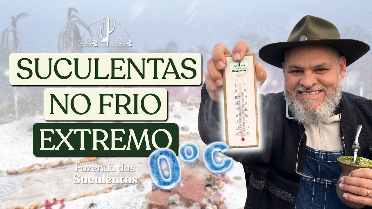 COMO FICAM AS SUCULENTAS A 0ºC NO FRIO INTENSO!