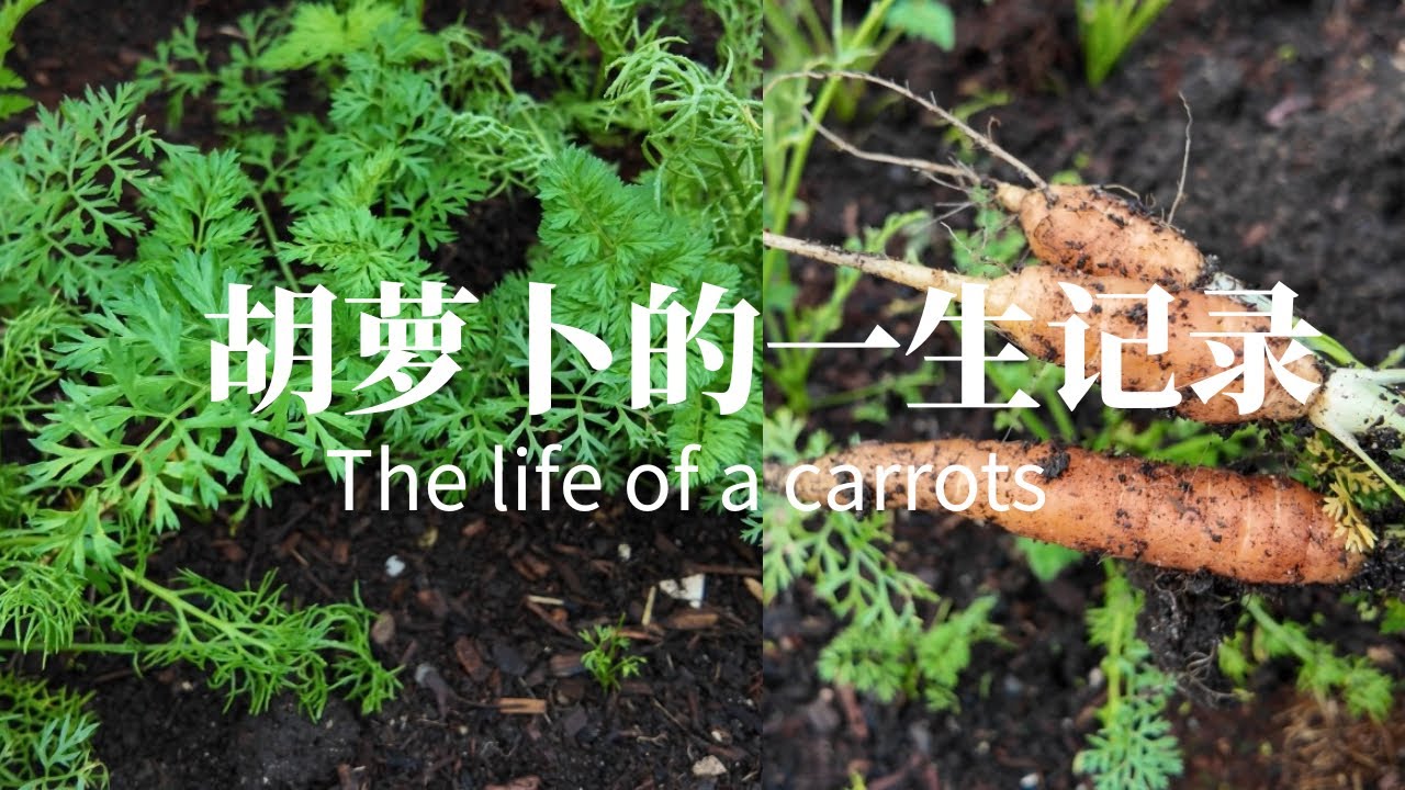 胡萝卜种植记录｜从播种到收获！