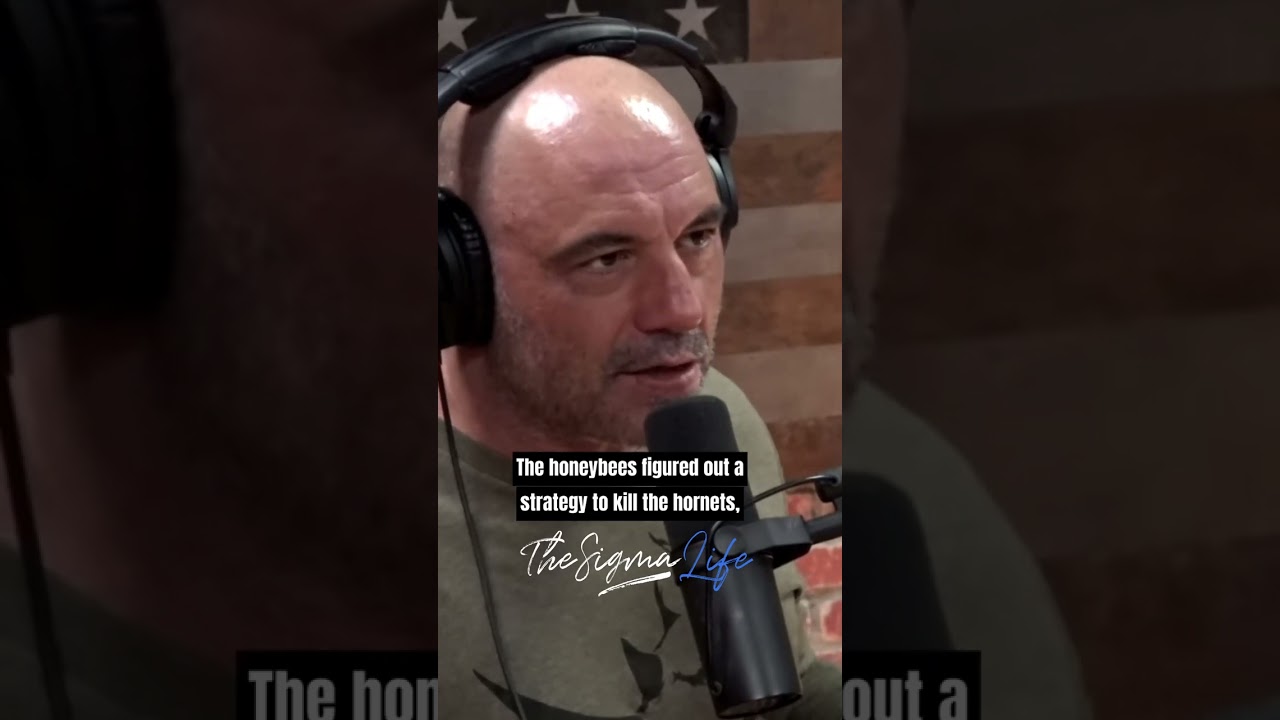 Japanese Hornets vs. Honey Bees - Joe Rogan