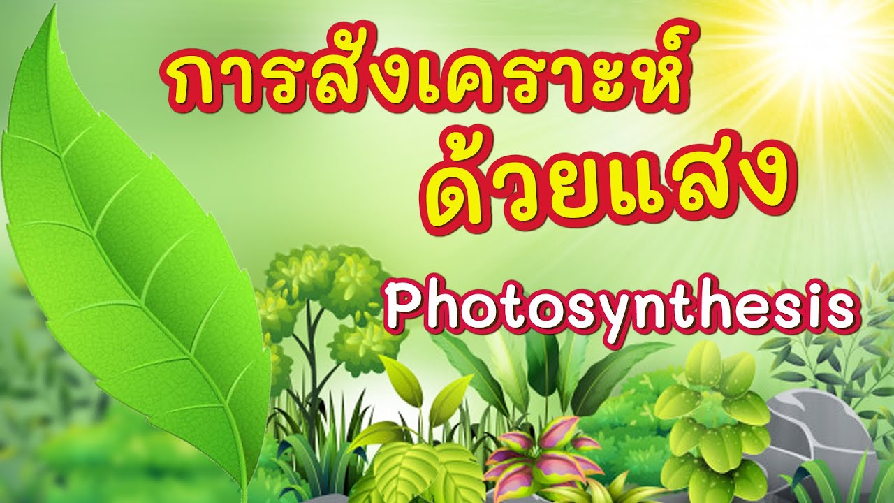 การสังเคราะห์ด้วยแสง (photosynthesis)