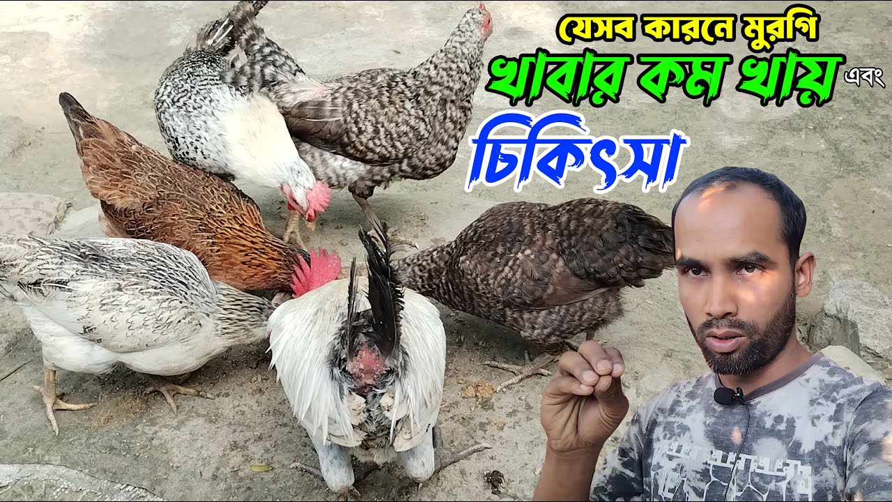 যেসব কারনে মুরগি খাবার কম খায় এবং এর সমাধান।