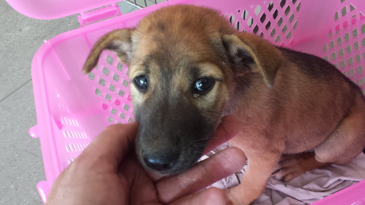 Sad Dog Story... Abandoned Puppy (Dumped next to the lake)