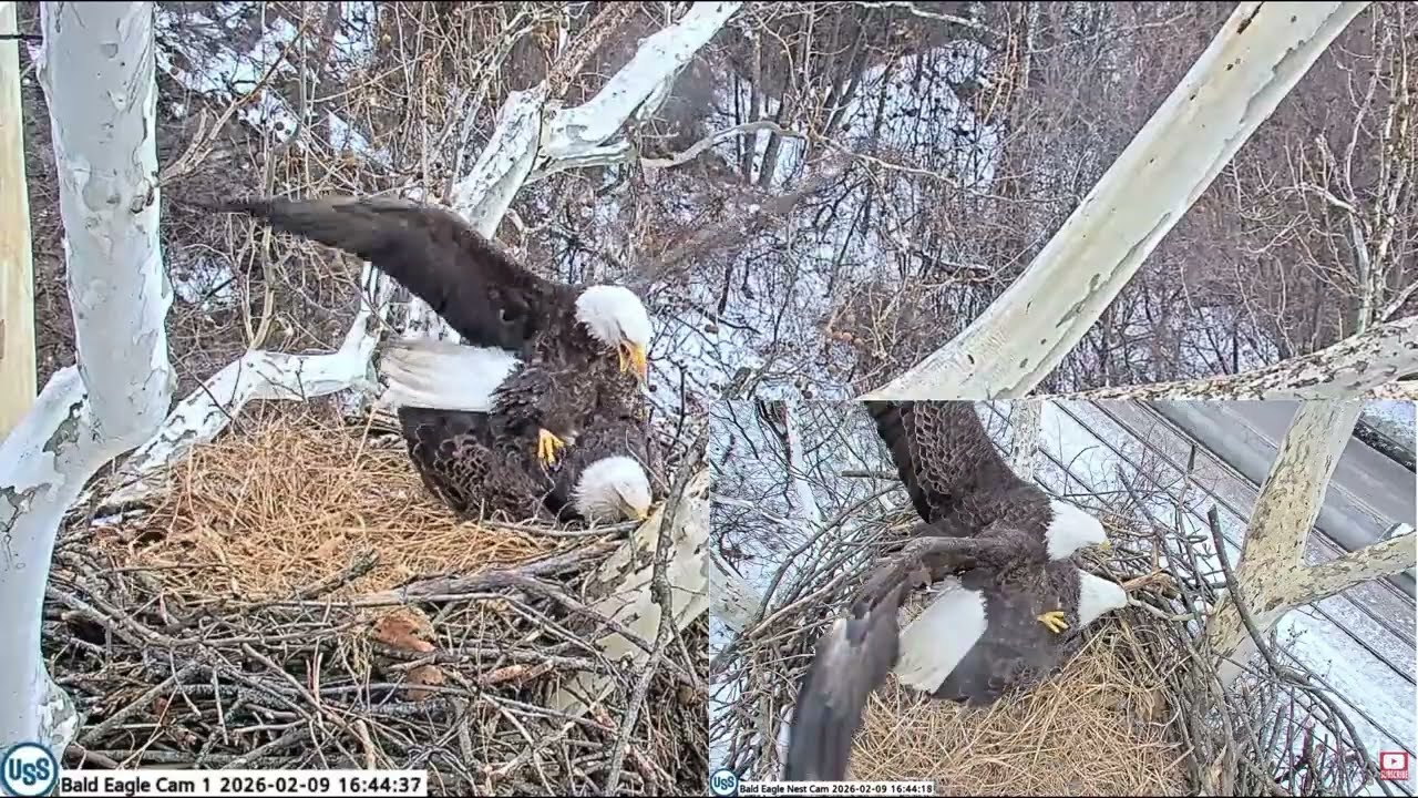 Irvin brings a fish for himself and Stella, to the mating nest