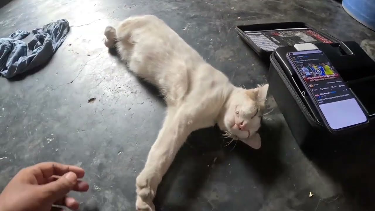 ঘুম ভালোবাসিরে || বিড়াল তার ঘুমে বিবর❤️|| Sleep || #rupganj bikers