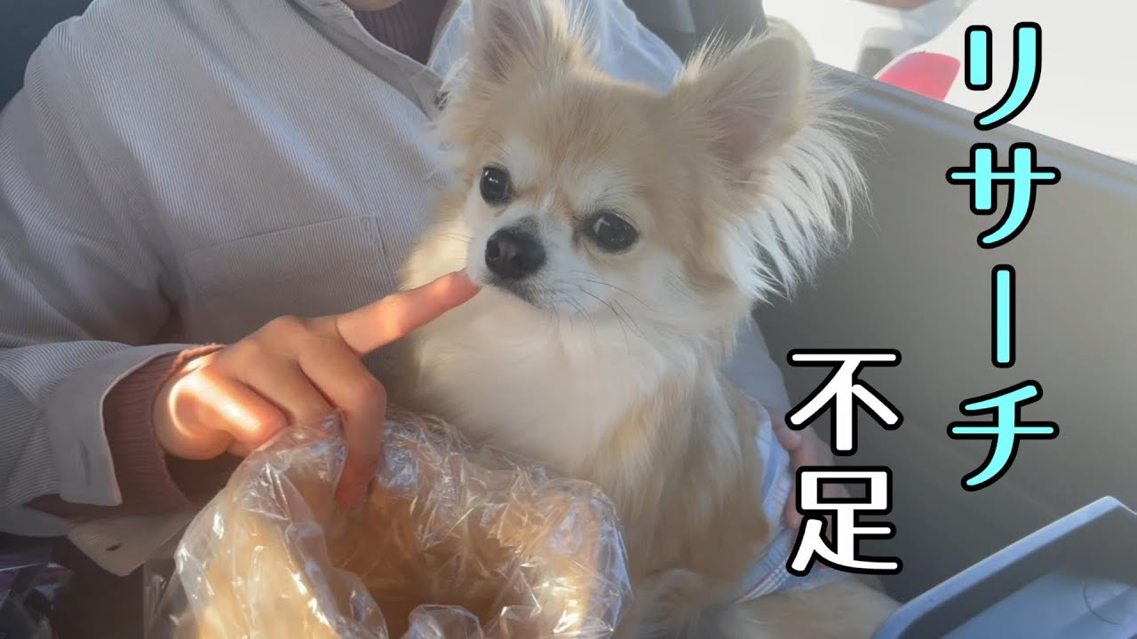 カインズに一緒に出掛けたら、また問題が発生しました【子犬チワワ】