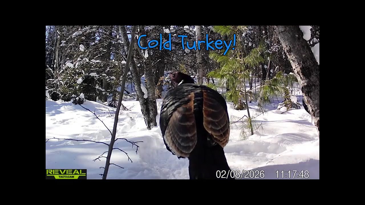 Wild Turkey Cam