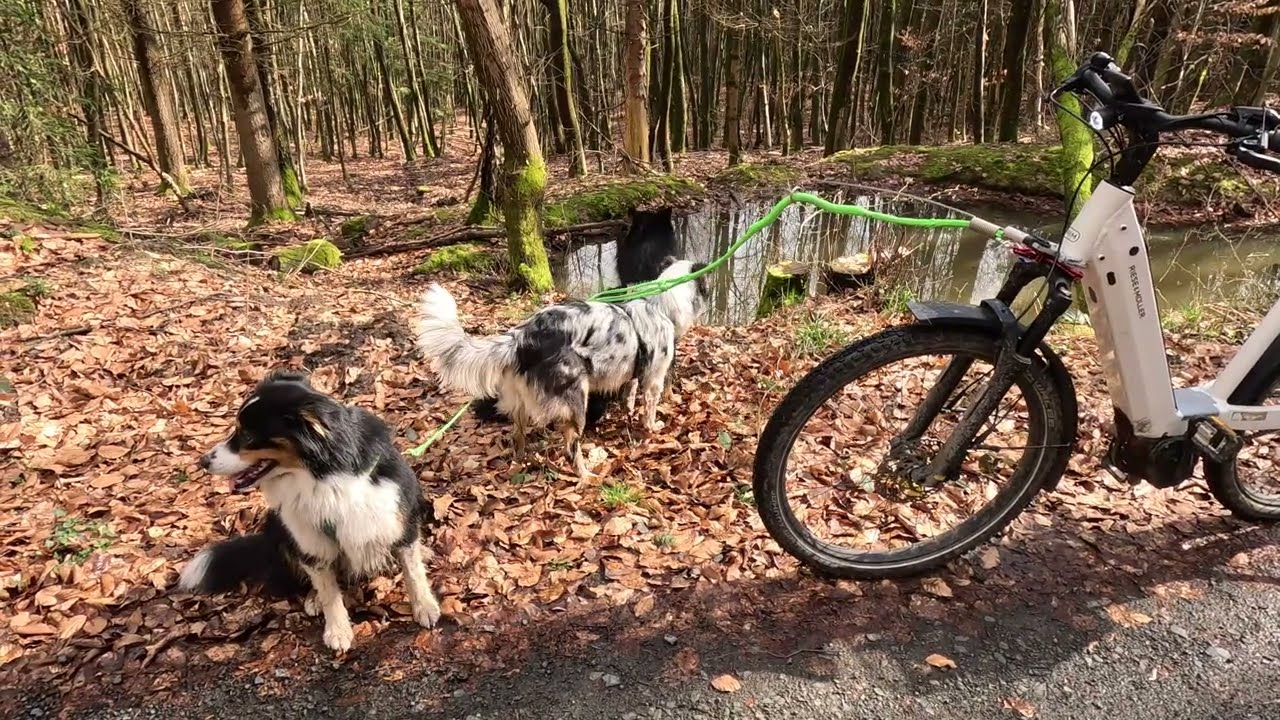 kanukassel-TV: Plan B nach Doggen-Angriff führt mich auf einen coolen DOGTAIL