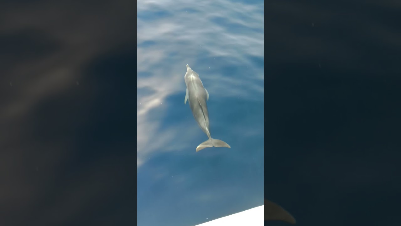 Atlantic dolphins
