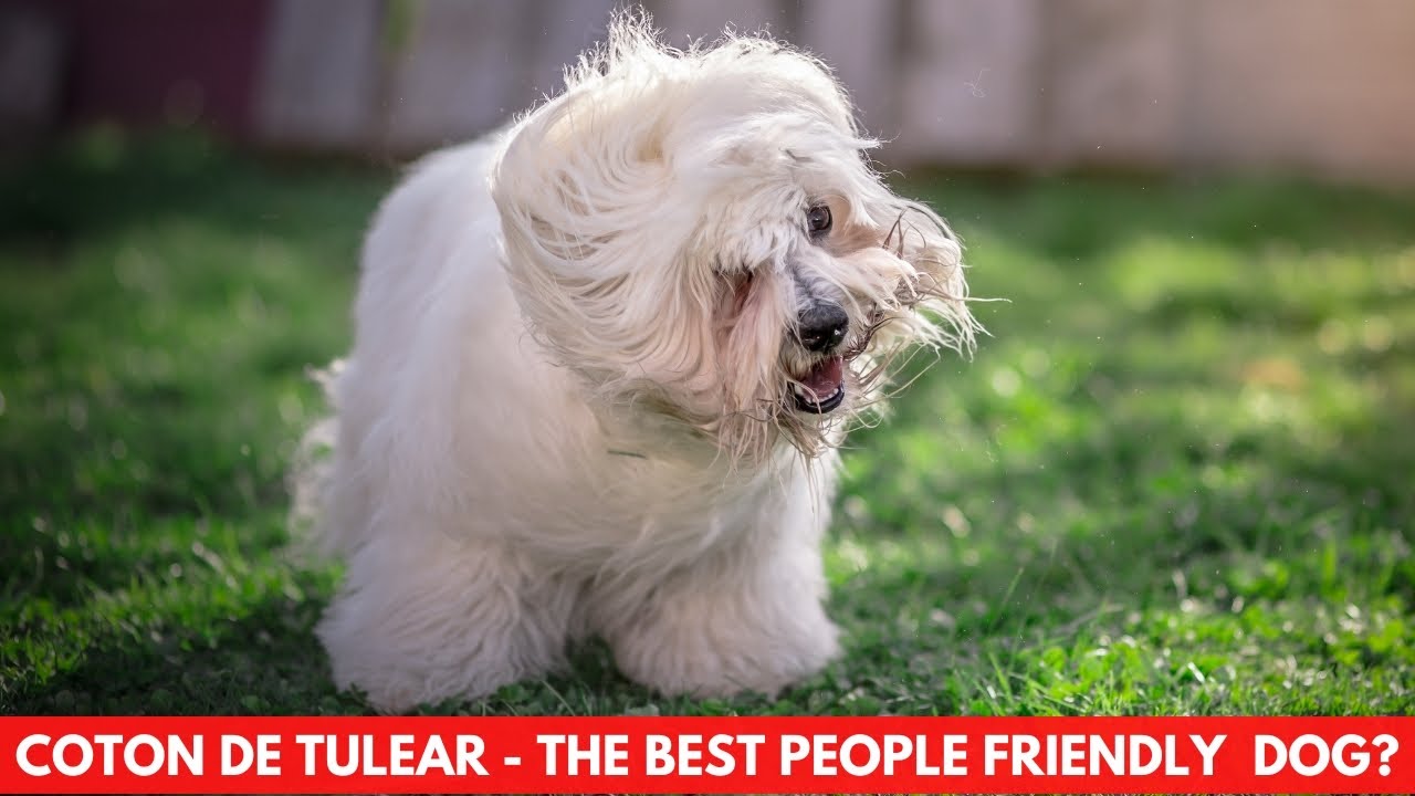 COTON DE TULEAR - THE BEST PEOPLE FRIENDLY  DOG?