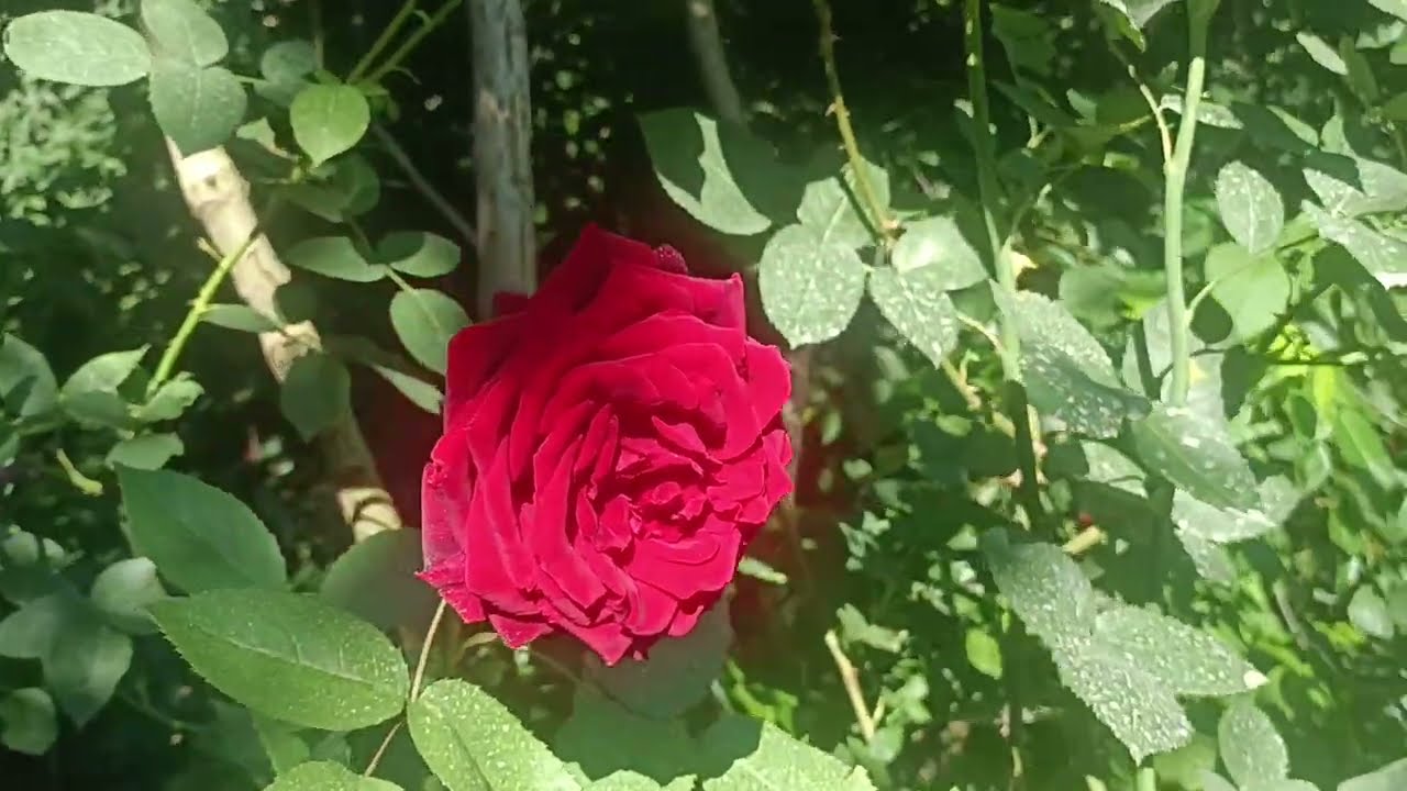 невідома троянда з абрикосовим🍑ароматом🍓🌹))