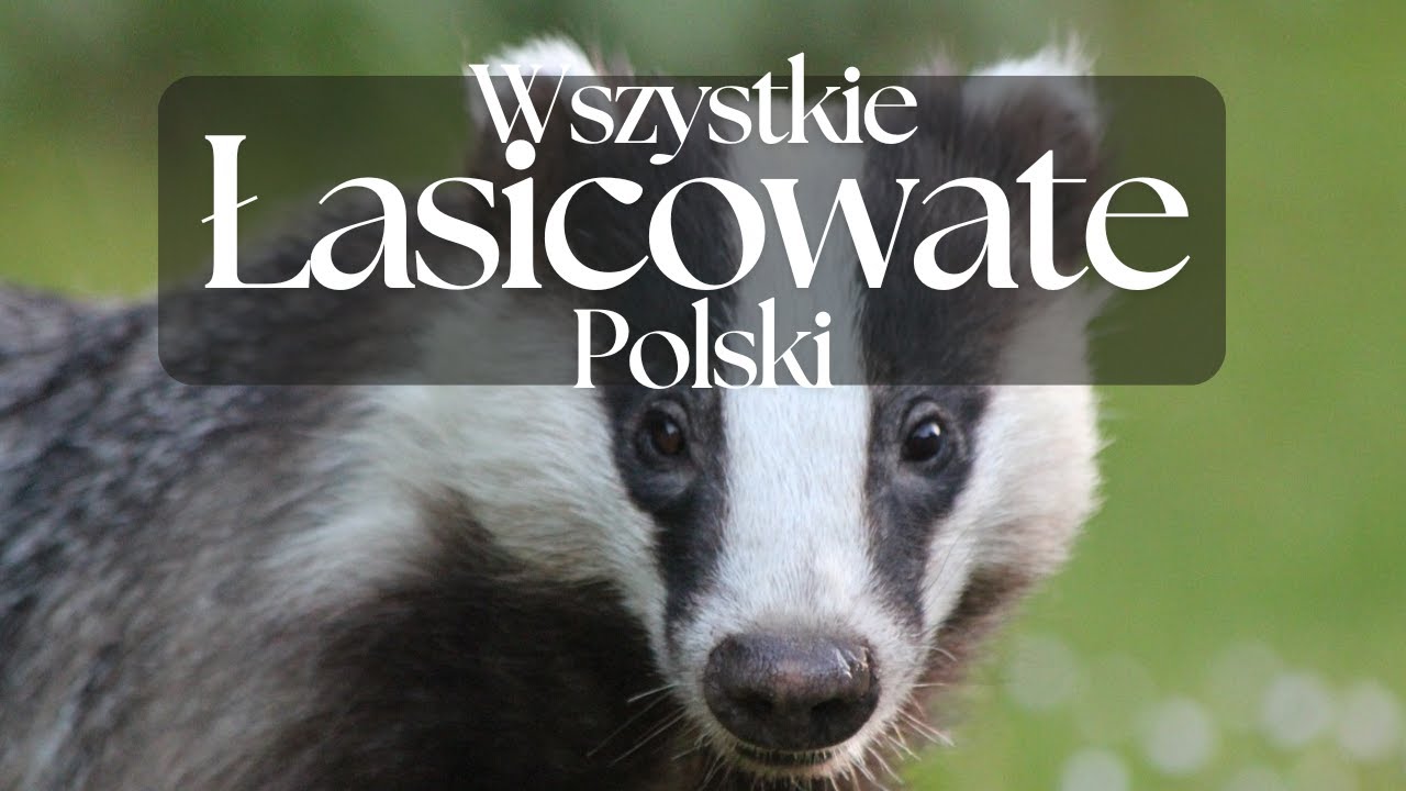 Wszystkie Łasicowate Polski - Prezentacja | Podcast o Zwierzętach nr 4 (film przeniesiony)
