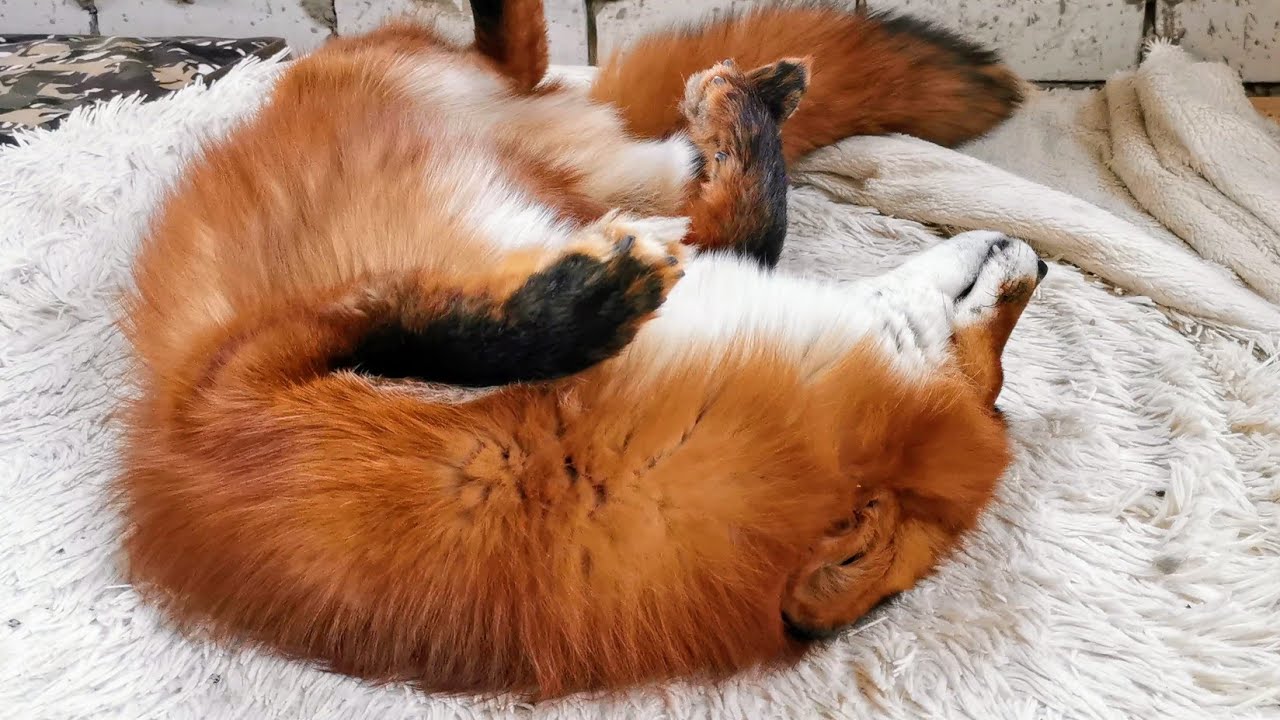 Alf the Fox doesn't want to leave his bed