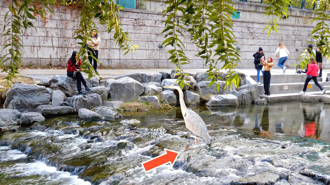 청계천 왜가리, 관광객 앞에서는 애교쟁이! | The Heron of Cheonggyecheon – A Predator with a Cute Side!