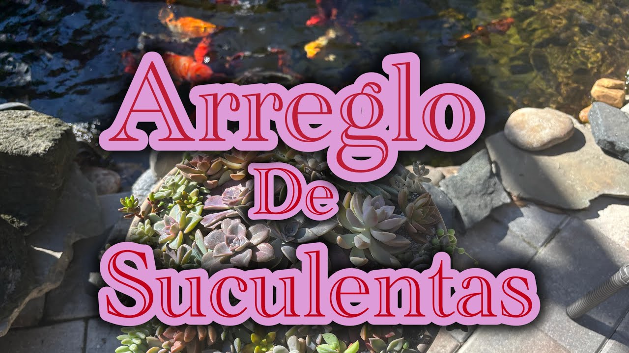 Haciendo fuente de suculentas y transplante 