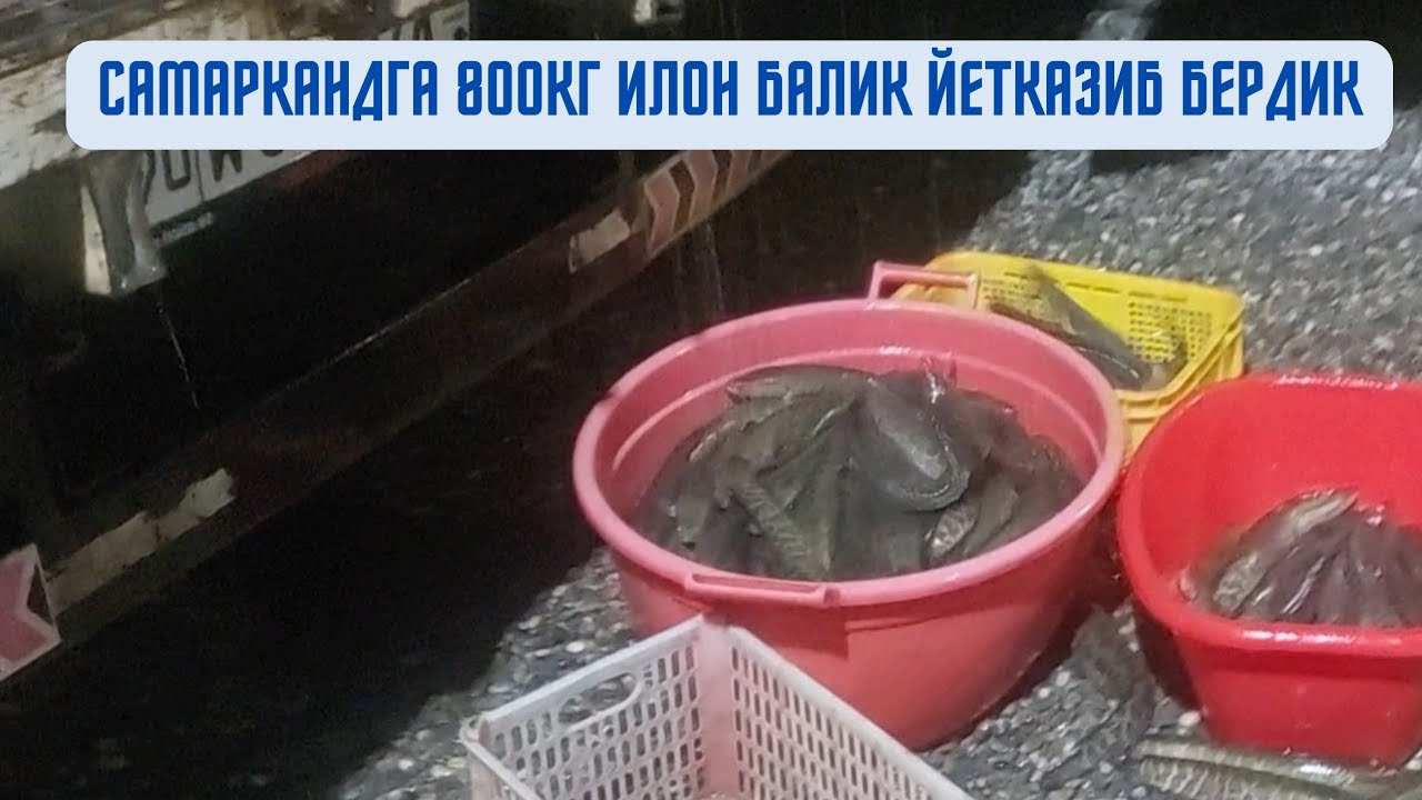 Самарканд найза тепага 800кг илон балик йетказиб бердик.