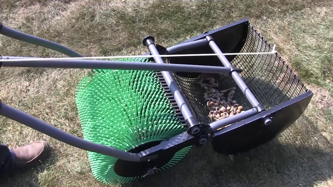 Acorn Collection for Later Planting