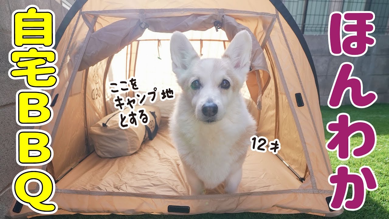 少し動きがゆっくりになってきたのもまた愛しいシニア犬【自宅BBQ】