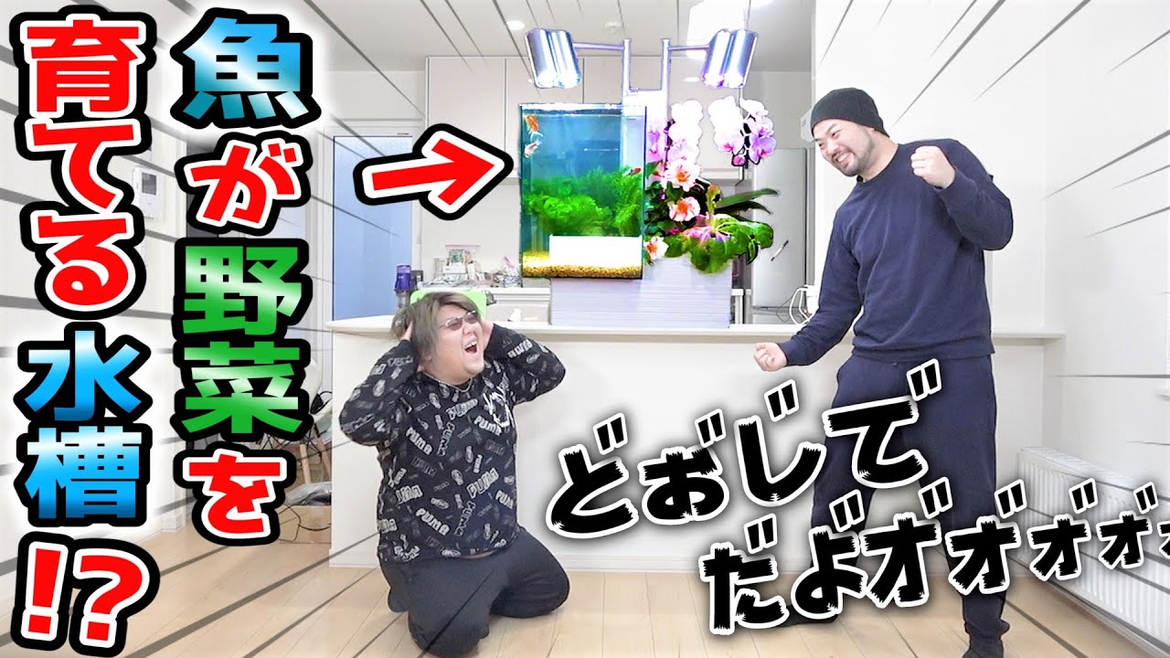 魚で野菜を育てる水槽経費で買ってみたｗｗｗ【ドッキリ】