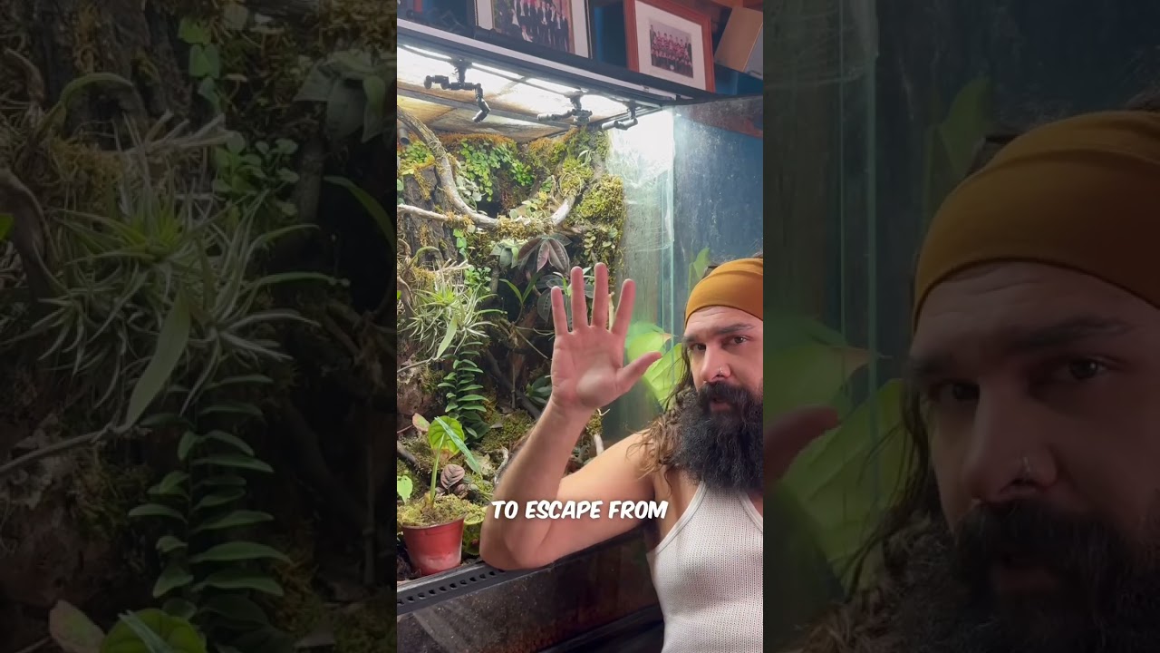 Only fans to see here! Bioactive terrarium update ❤️🪴🙏