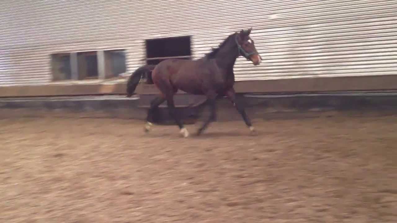 Colt (21 month old) IMG 0959
