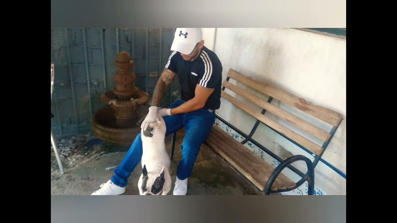 Inseminación, o cruza normal, que es mejor?