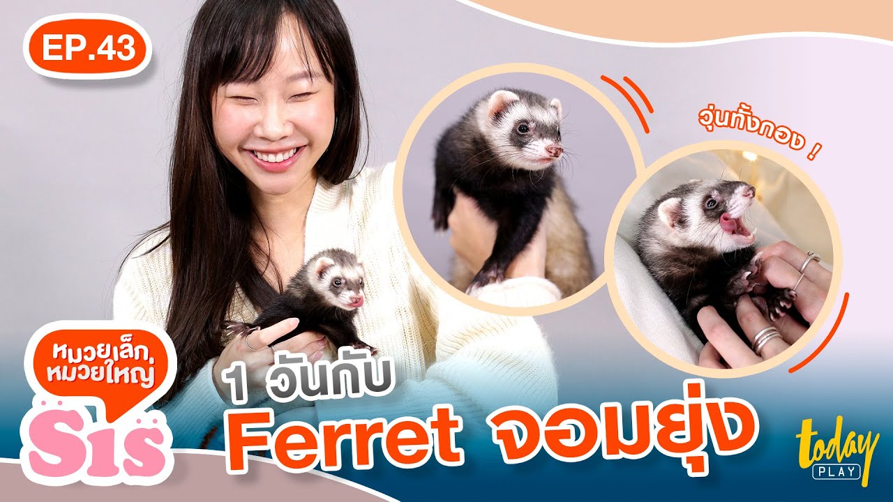 พามาแชลมาถ่ายแบบ ! 1 วันเต็มกับ #Ferret จอมยุ่ง งานนี้วุ่นทั้งกอง | Sis หมวยเล็กหมวยใหญ่ EP.43
