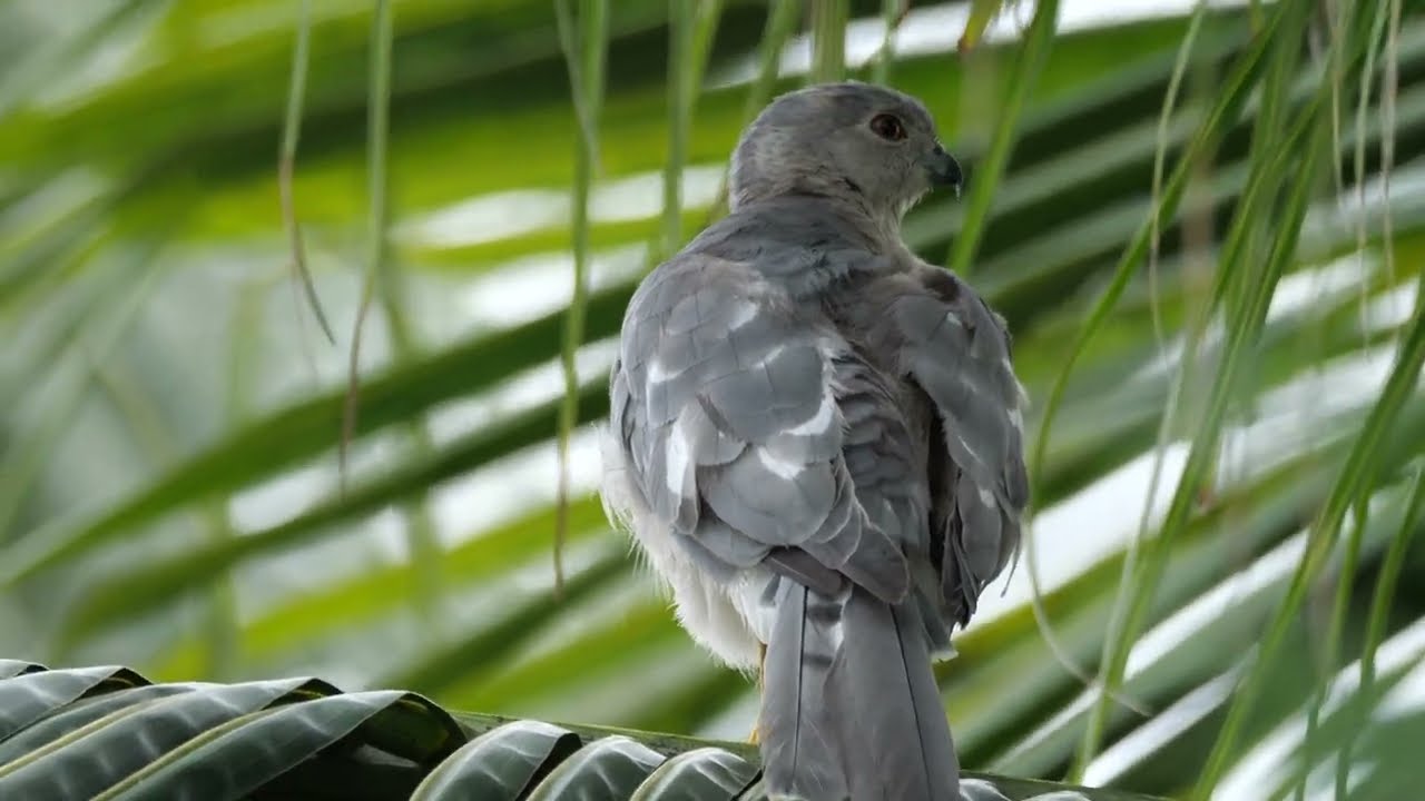 Hawk preening