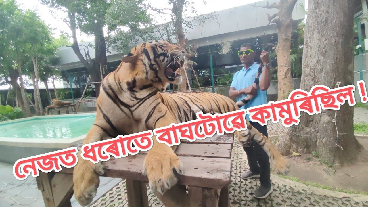 With an alive tiger in #tigerpark ,pattaya(Thailand)