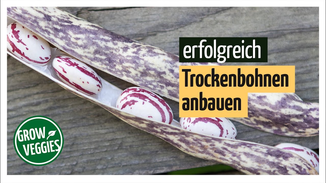 Bohnen erfolgreich anbauen | Trockenbohnen im Garten @Gartengemüsekiosk