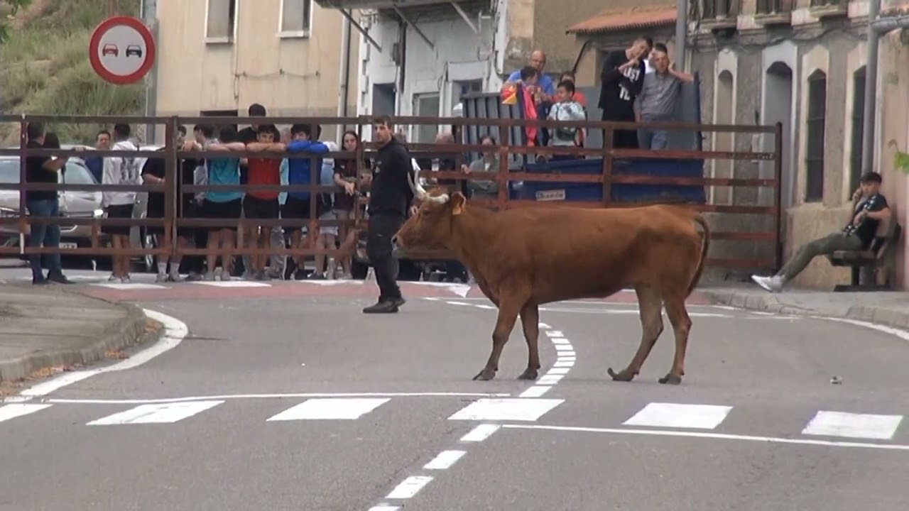 VACAS CALLE EN LAS VENTAS (LA RIOJA) BRAVOS DE VALONSADERO                29 -06- 2024