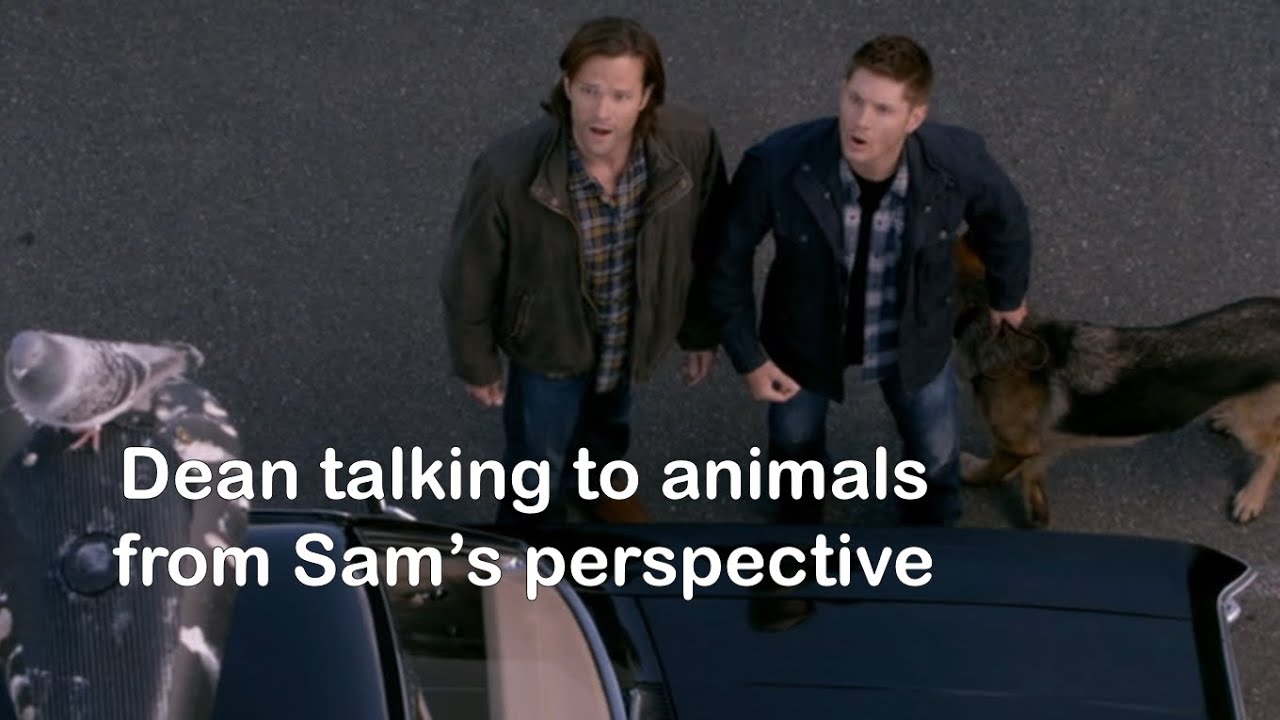 Dean talking to animals but it's Sam's perspective - Part 1