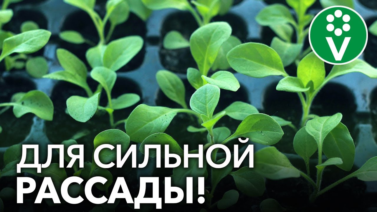ВСЕГДА ОБРАБАТЫВАЮ ТАК РАССАДУ ПРИ ПИКИРОВКЕ для мощной корневой системы и защиты от болезней