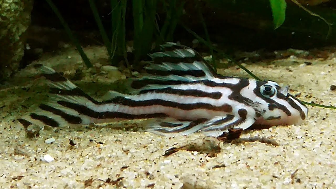 El loricárido imperial (Hypancistrus zebra L046) Ficha Técnica