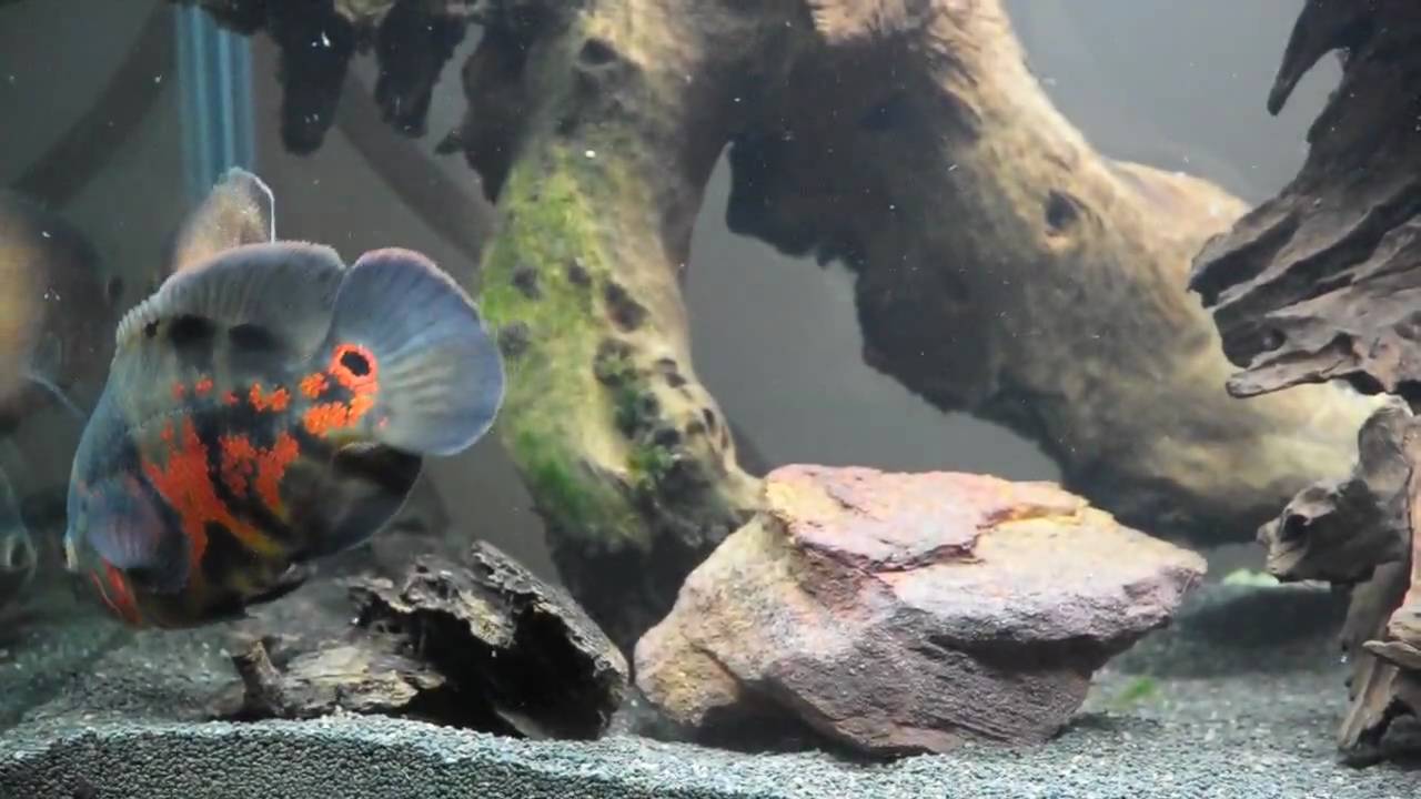 Oscar Fish in 500 litre aquarium