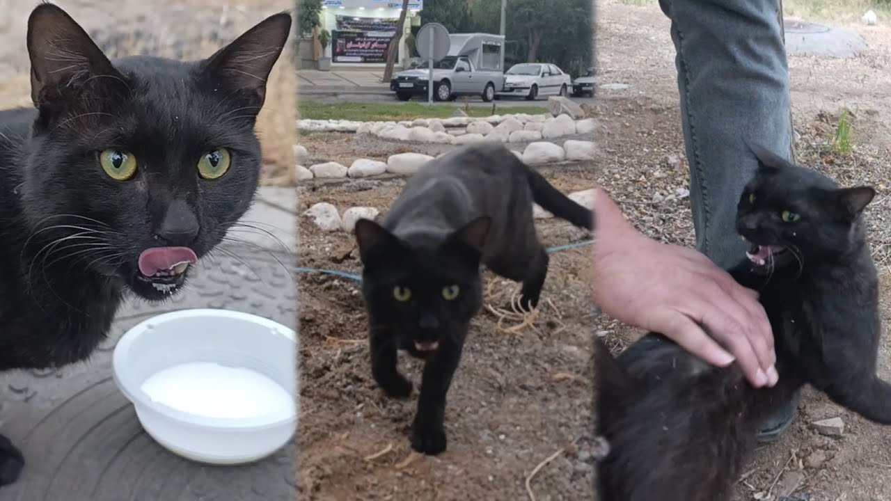 Jaguar: A black street cat that hunts birds.🐦🐾