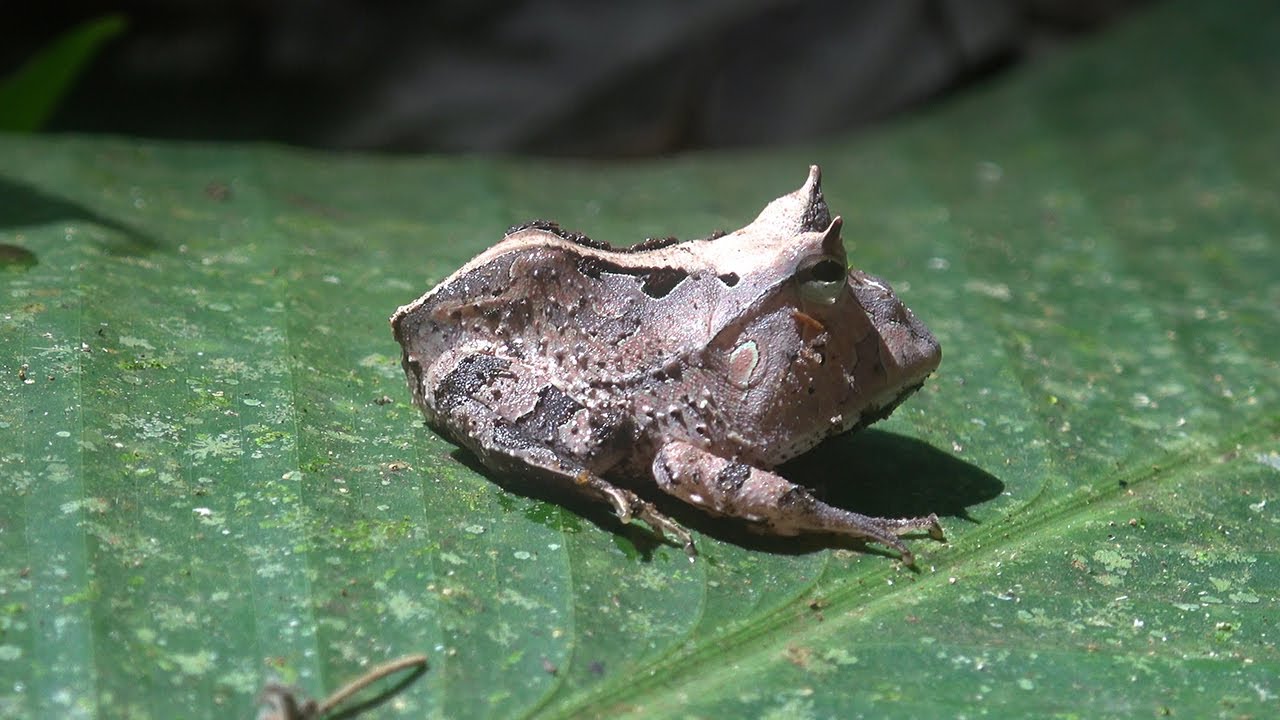 Kabalebo jungle lodge (Suriname)