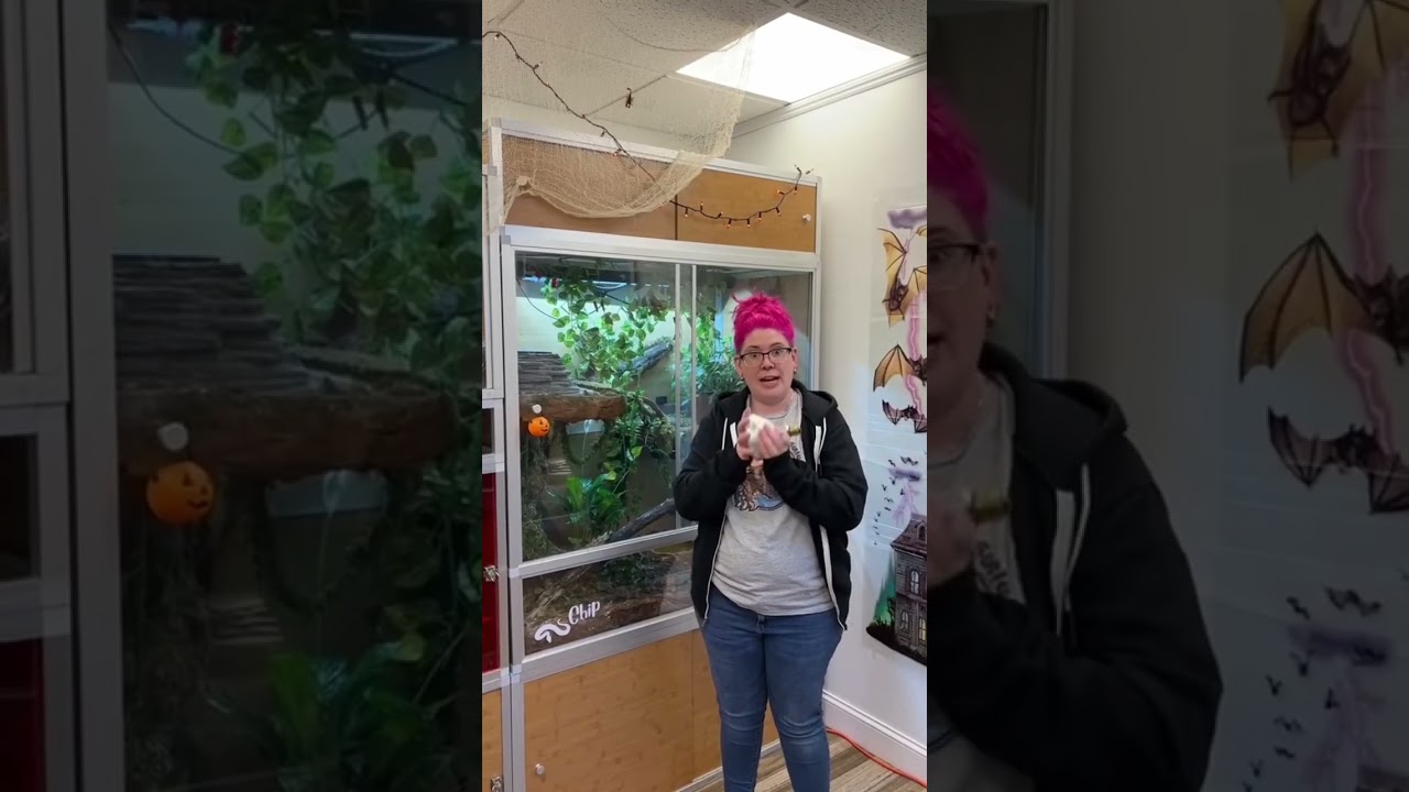 How do we heat our Ball Pythons enclosure? 🐍