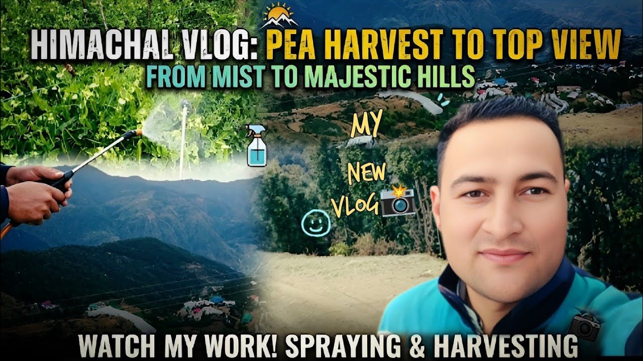 Himachal का इतना खूबसूरत Hill Top View शायद अपने पहले कभी नहीं देखा होगा | Dev Dhaik Vlogs | My Vlog