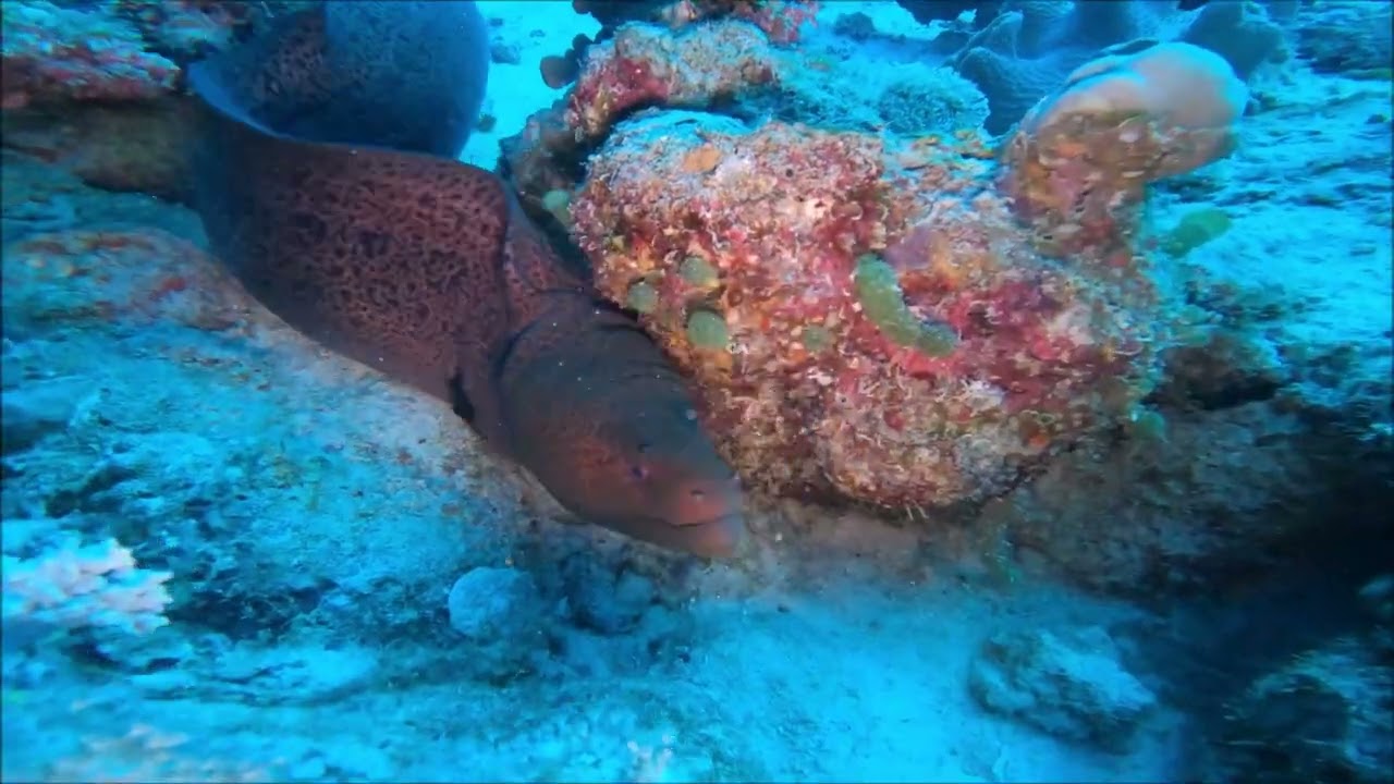 Yanbu Reef 32 Shark day Red Sea