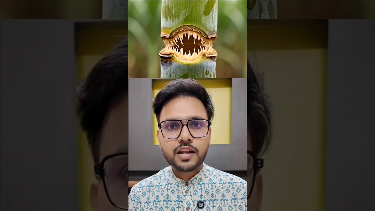 Ethanol Nahi... Ye Hai Sugar Mehengi Hone Ka ASLI Reason