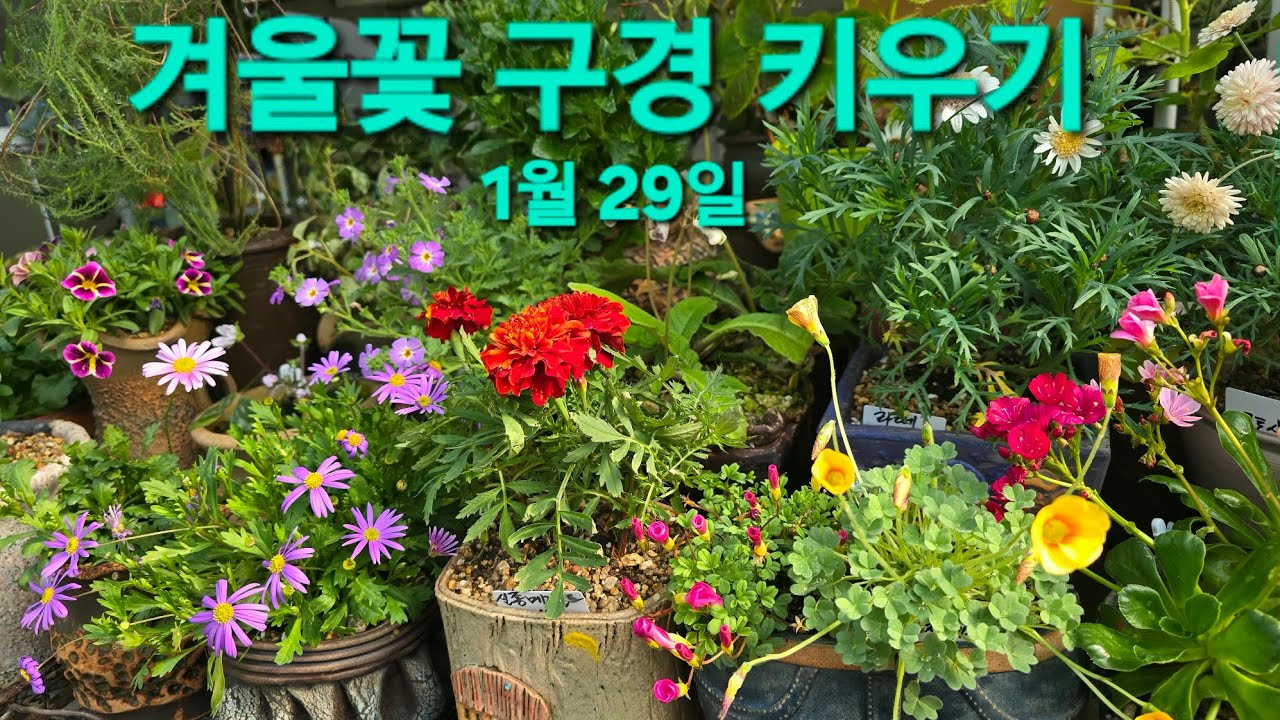 추위에도 #하우스에서 잘피고 있는 #꽃구경 하면서 #키우기 관리하기