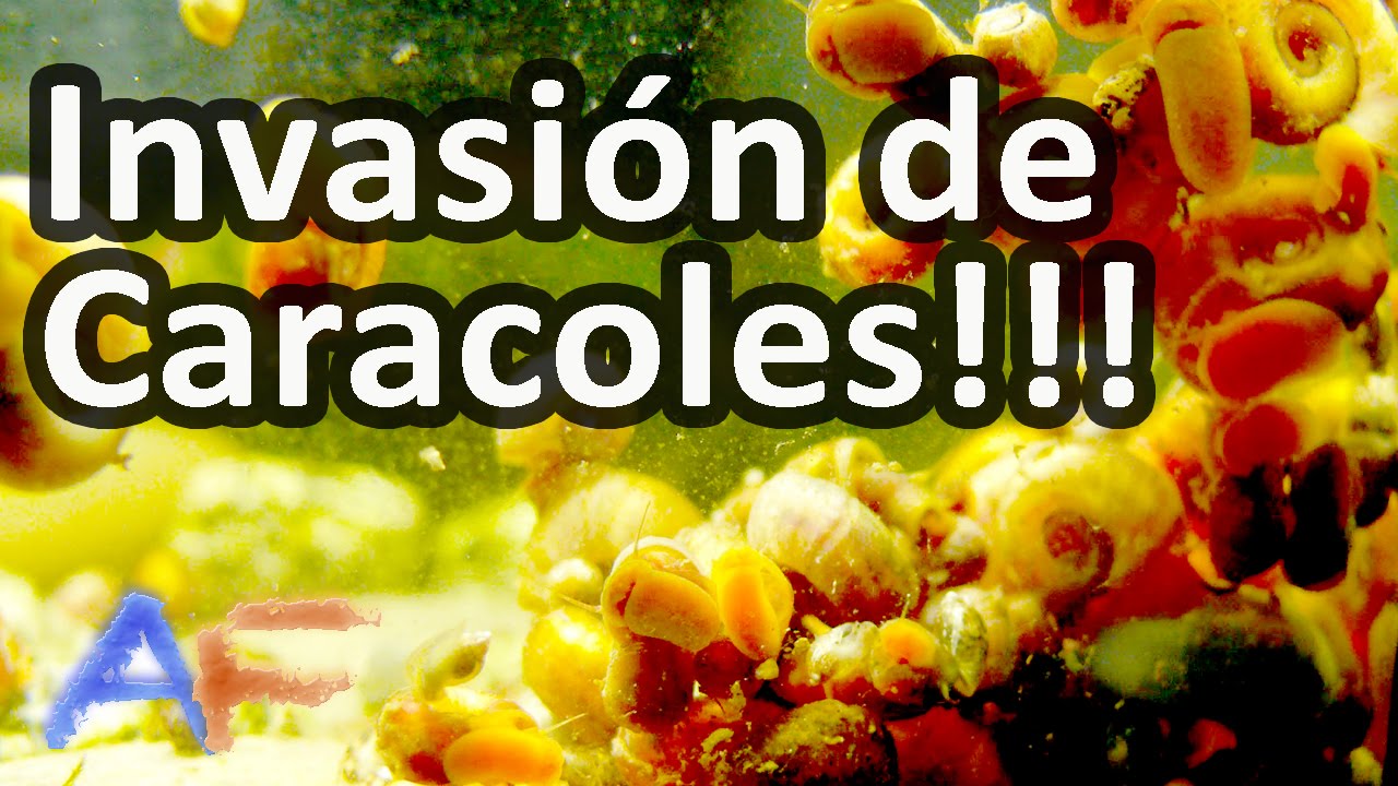 COMO ELIMINAR CARACOLES DEL ACUARIO DE UNA FORMA NATURAL Y SIN QUIMICOS | ACUARISMO FÁCIL