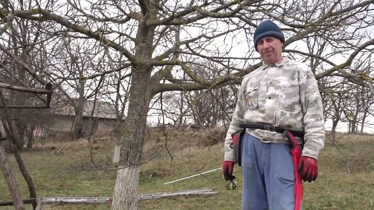 Tăieri la un nuc bătrân
