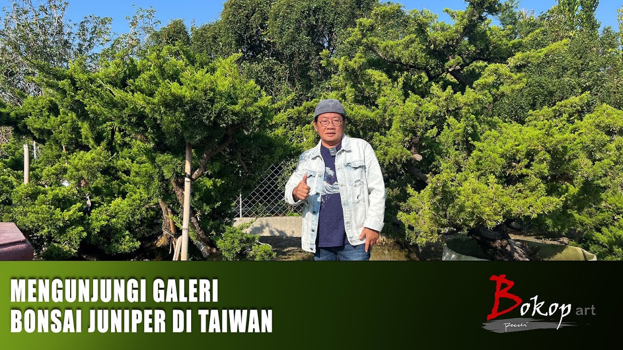 MENGUNJUNGI GALERI BONSAI JUNIPER DI TAIWAN