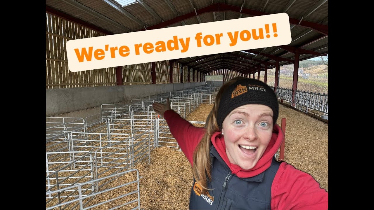 New Livestock Shed Part 2