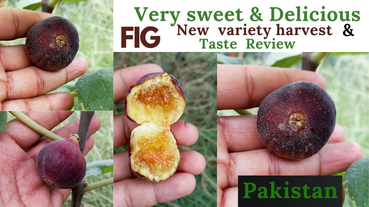 New Fig Variety In My Garden | Very Sweet & Delicious | Harvest, Eat & Taste Review | Urdu/हिंदी |