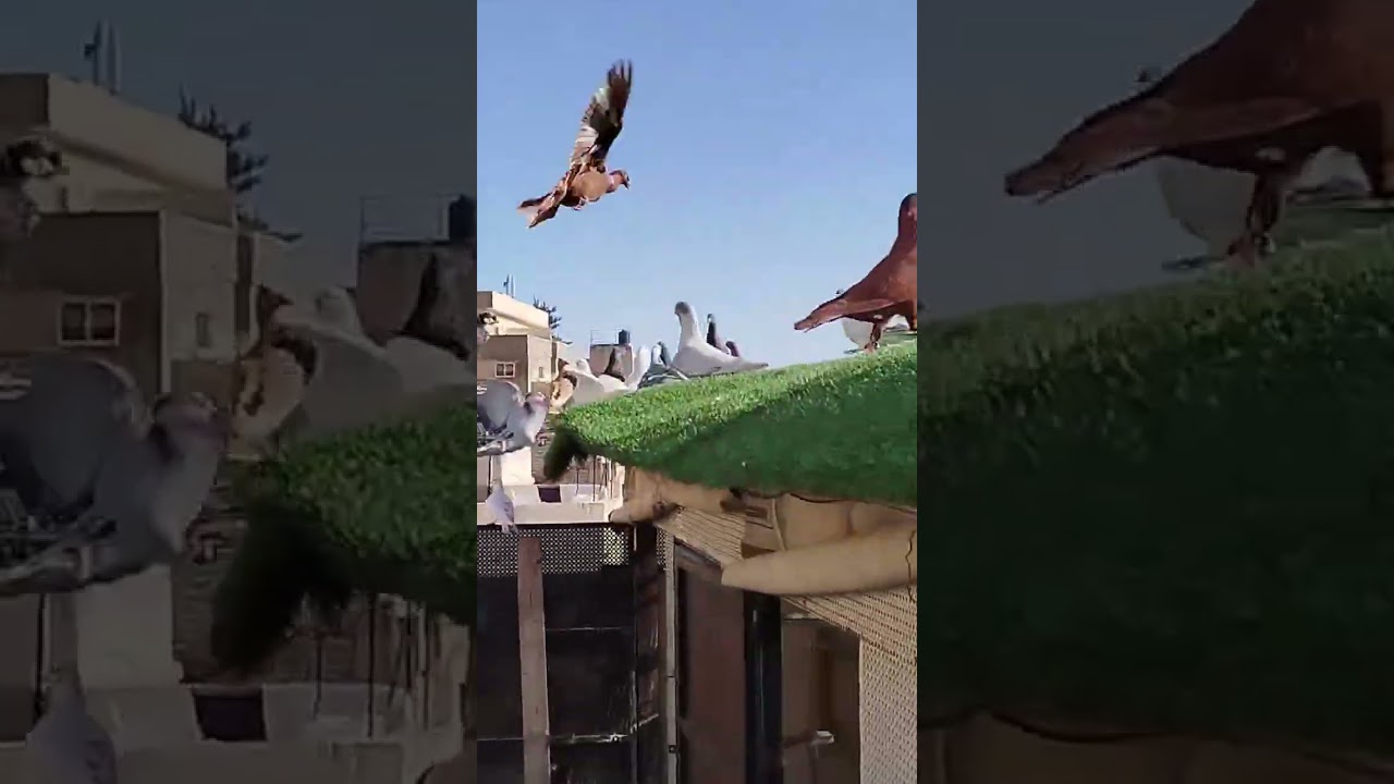 حمامات  يا اخوان سعرهم حرق رقم الزلمه في تعليق0799872935#حمام_مصر_حمام_العراق_حمام_الشام 