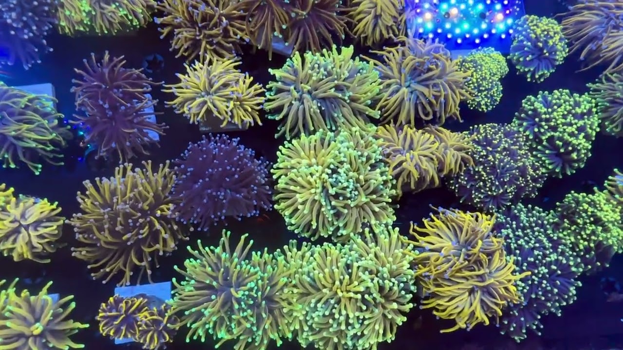 The healthiest selection of torch corals offered wholesale and covered by our 48 hour guarantee