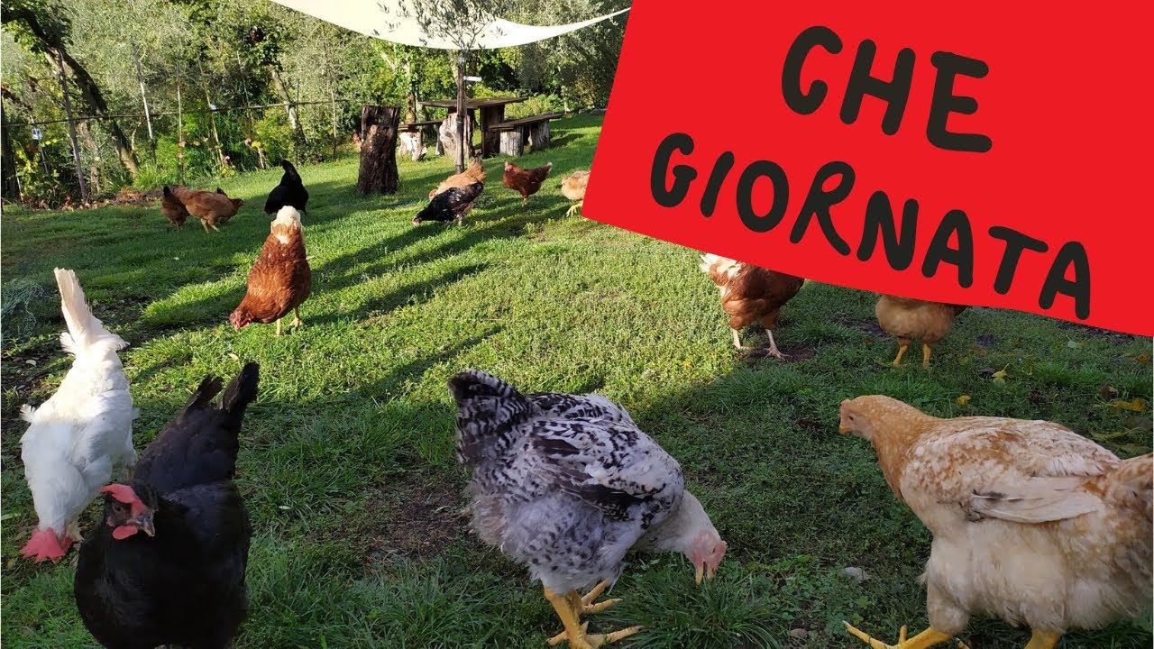 Una giornata al podere