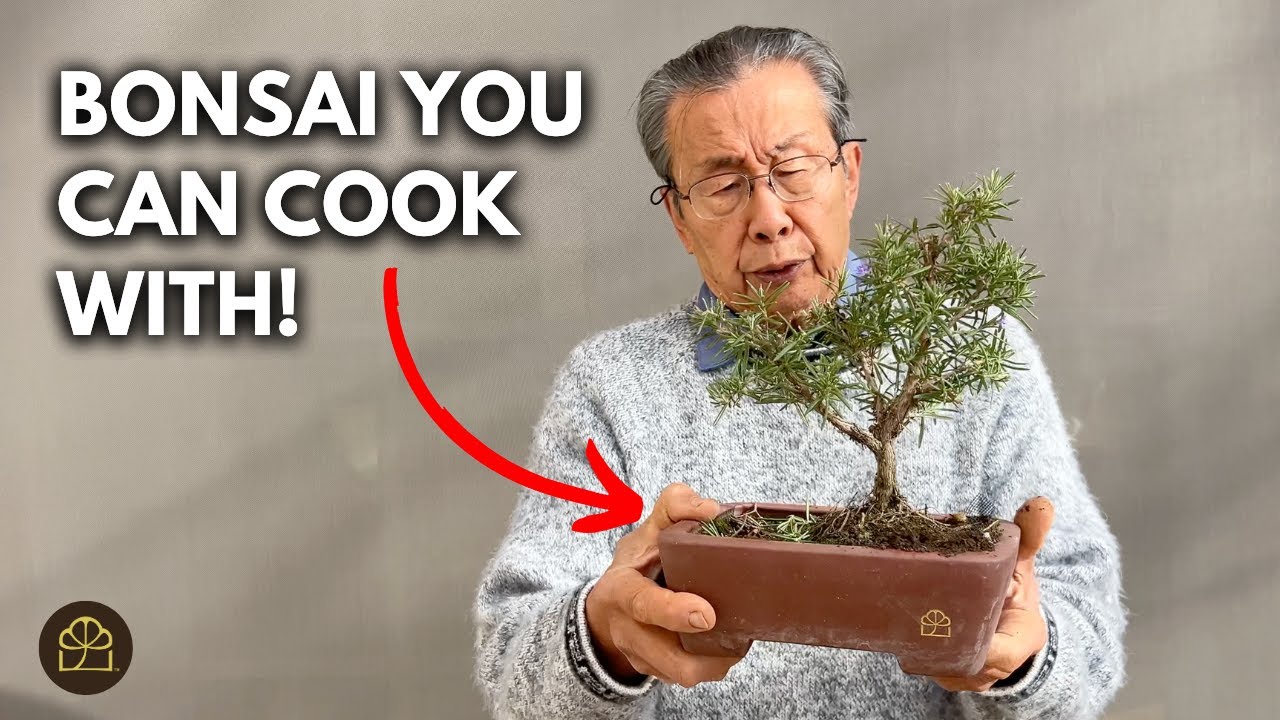 Bonsai for Cooking: How to Design Rosemary Bonsai Tree